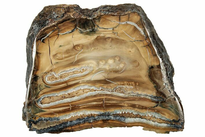 Polished Mammoth Molar Slice - South Carolina #333758